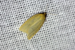 Aphelia viburnana
