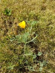 Eschscholzia californica