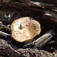 Polyporus tuberaster
