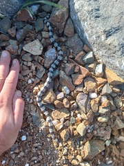 Laticauda saintgironsi