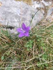 Campanula arvatica