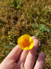 Eschscholzia californica