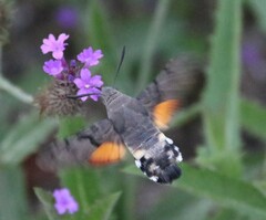 Macroglossum stellatarum