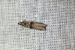 Nephopterix angustella