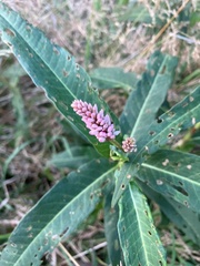 Persicaria amphibia