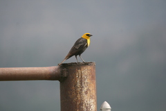 Xanthocephalus xanthocephalus