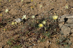 Anisocoma acaulis