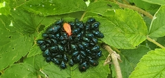 Hemiptera