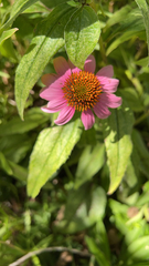Echinacea purpurea