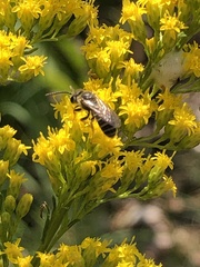 Lasioglossum coriaceum