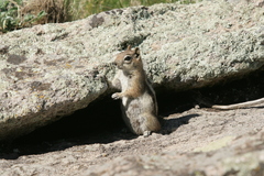 Callospermophilus lateralis