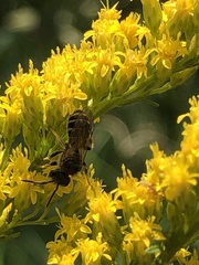 Lasioglossum coriaceum