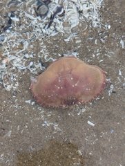 Metacarcinus magister