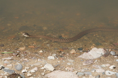 Thamnophis elegans