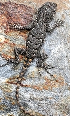 Sceloporus undulatus