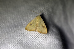 Rivula sericealis