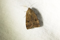 Noctua interposita