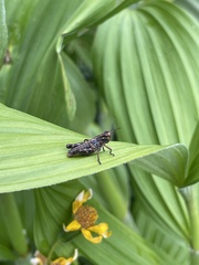Melanoplinae