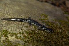 Plethodon chattahoochee