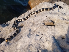 Laticauda saintgironsi