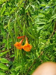 Tecomeae