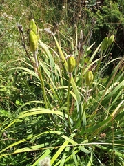 Iris missouriensis