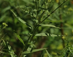 Euthamia caroliniana