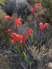 Watsonia coccinea
