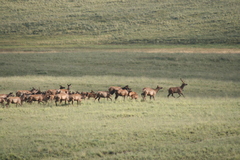 Cervus canadensis canadensis