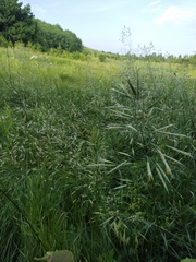 Bromus riparius