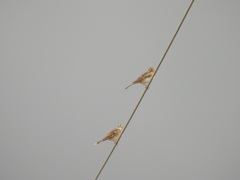 Chondestes grammacus