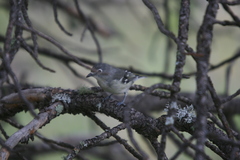 Vireo plumbeus
