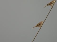 Chondestes grammacus