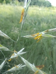 Bromus riparius