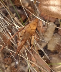 Oedipoda caerulescens