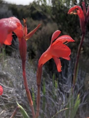 Watsonia coccinea