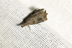 Hypena