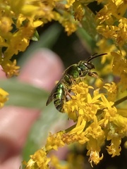 Augochlora pura