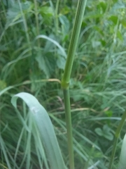 Bromus riparius