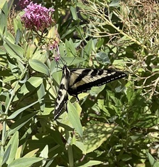 Papilio eurymedon
