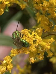 Augochlora pura