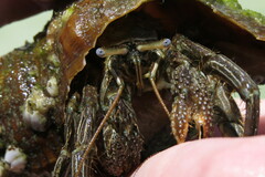 Clibanarius vittatus