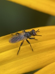 Thecophora
