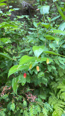 Streptopus amplexifolius