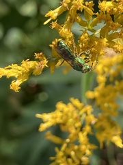 Augochlora pura