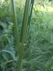 Bromus riparius