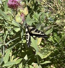 Papilio eurymedon
