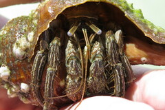Clibanarius vittatus
