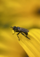 Thecophora
