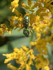 Augochlora pura